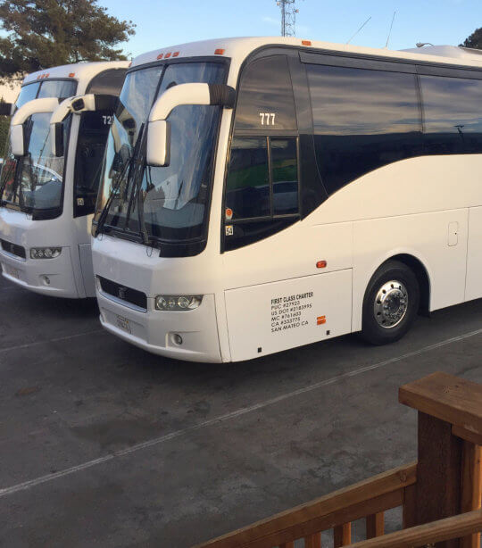 portrait of white buses